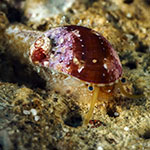 Stomatellinae 01